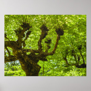 Poster Île de Sao Miguel