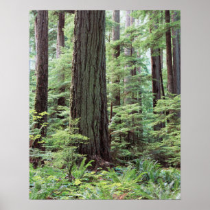 Poster Île de Vancouver, parc provincial MacMillan 1