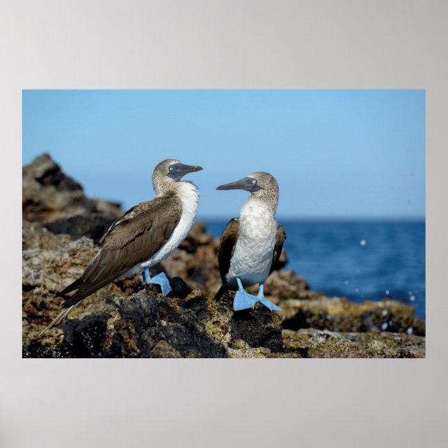 Poster Îles Galapagos, île d'Isabela (Devant)