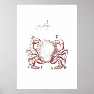 Poster Illision de crabe vintage