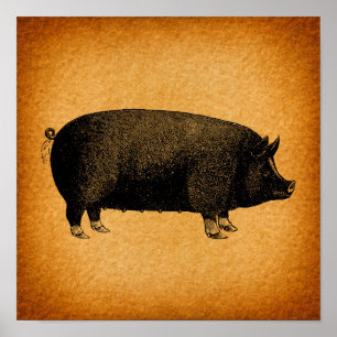 Poster Illustrated Vintage Pig