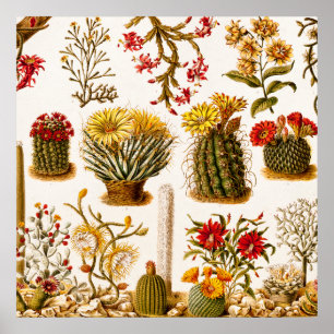 Poster Illustration 1911 florale de fleur de cactus de