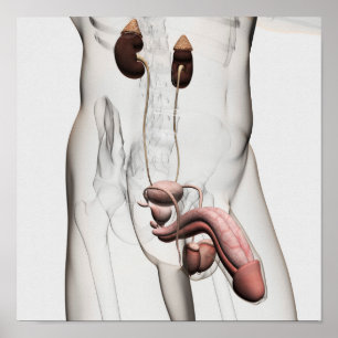 Poster illustration 3D de l'appareil reproducteur