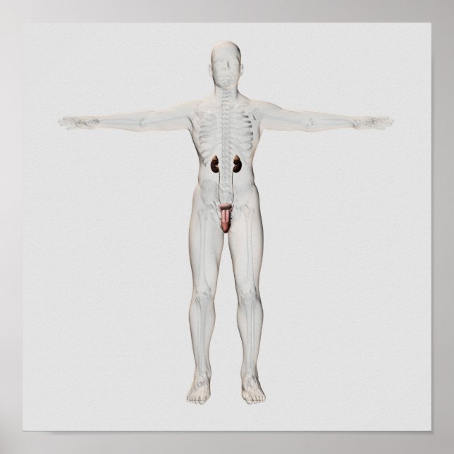 Poster Illustration 3D Du Système Reproductif Homme 2 (Devant)