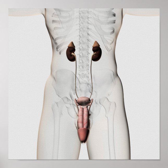Poster Illustration 3D Du Système Reproductif Homme 3 (Devant)