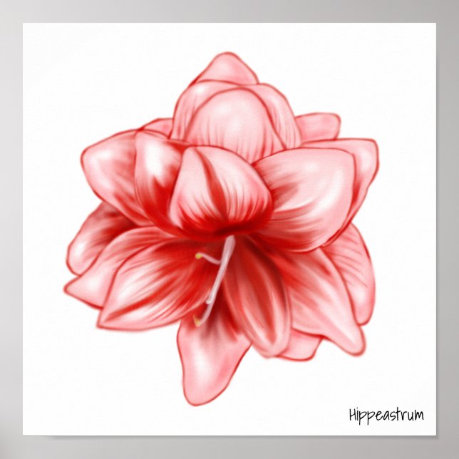 Poster Illustration Amaryllis rose et blanc (Devant)