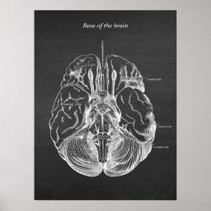 Poster Illustration anatomique du cerveau Imprimer no 3