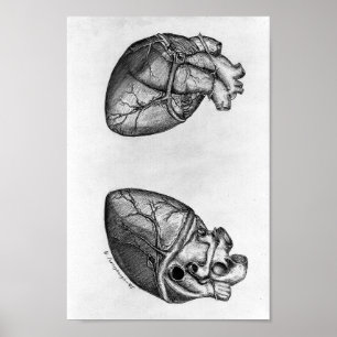 Poster Illustration anatomique vintage