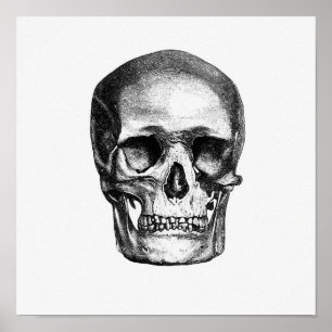 Poster Illustration anatomique vintage