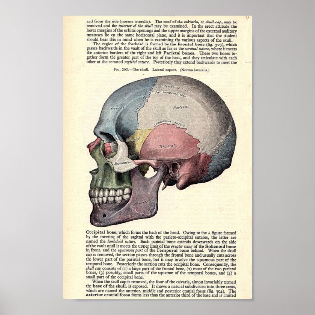 Poster Illustration anatomique vintage (Devant)