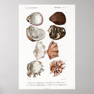 Poster Illustration animale vintage des mollusques