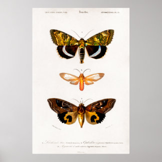 Poster Illustration animale vintage des papillons de nuit