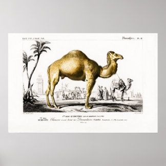 Poster Illustration animale vintage d'un chameau