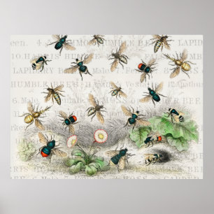 Poster Illustration Antique Abeille Ouvrière Reine Abeill
