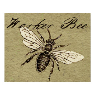Poster Illustration Antique d'Abeille Ouvrière Insecte Vi