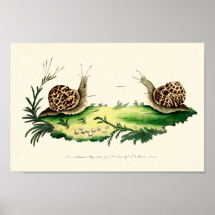 Poster Illustration antique des escargots de jardin