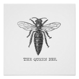 Poster Illustration Antique d'Insecte de Bourdon Reine Ab