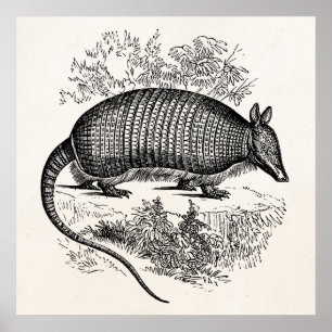 Poster Illustration Armadillo Retro Armadillos vintage