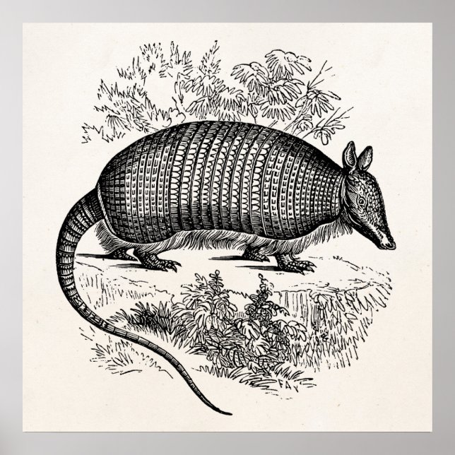 Poster Illustration Armadillo Retro Armadillos vintage (Devant)
