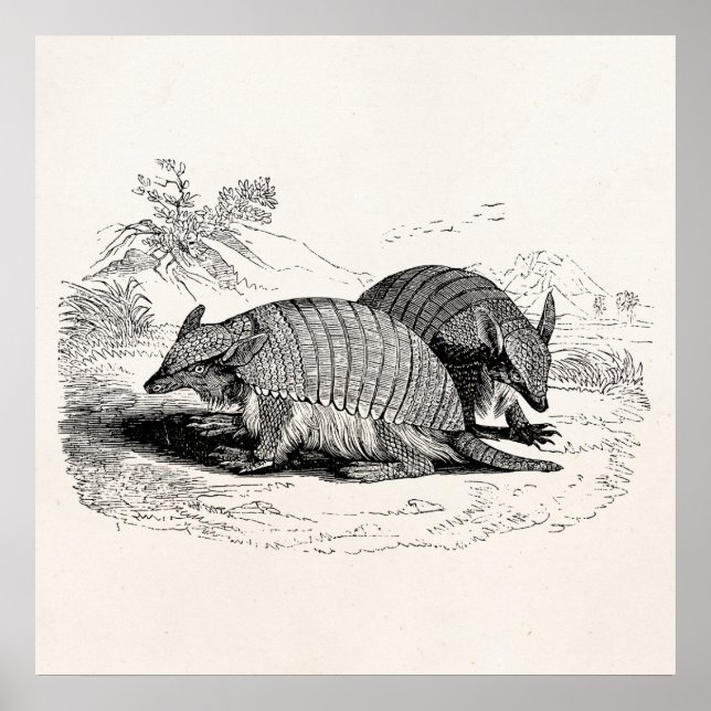 Poster Illustration Armadillo Retro Armadillos vintage (Devant)