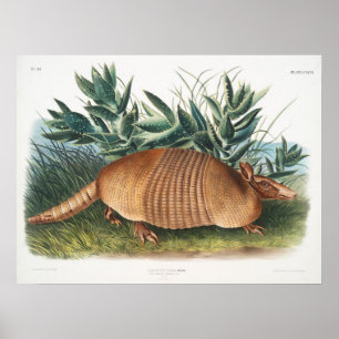 Poster Illustration Armadillo vintage