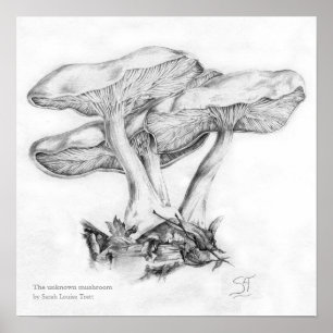 Poster Illustration au crayon de champignon inconnu en ca