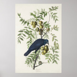 Poster Illustration Audubon Black Crow American Bird