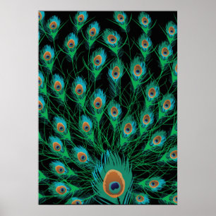 Poster Illustration avec plumes de paon sur noir