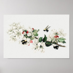 Poster Illustration botanique