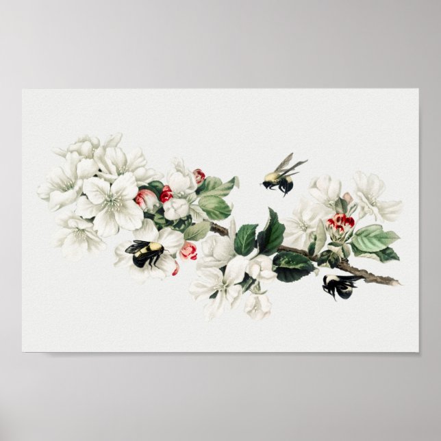 Poster Illustration botanique (Devant)