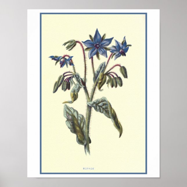 Poster Illustration botanique "Borage" (Devant)