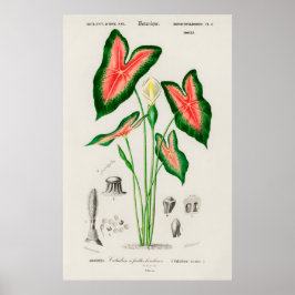 Poster Illustration botanique de caladium