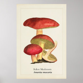 Poster Illustration botanique de champignon à capuchon ro