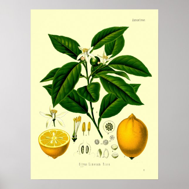 Poster Illustration botanique de citron de l'époque victo (Devant)