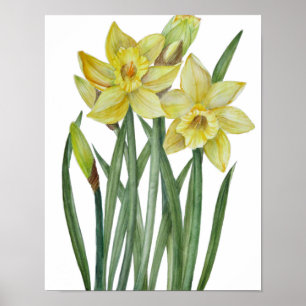 Poster Illustration botanique de jonquilles jaunes à l'aq