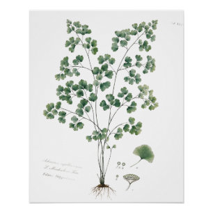 Poster Illustration botanique de la fougère capillaire vi