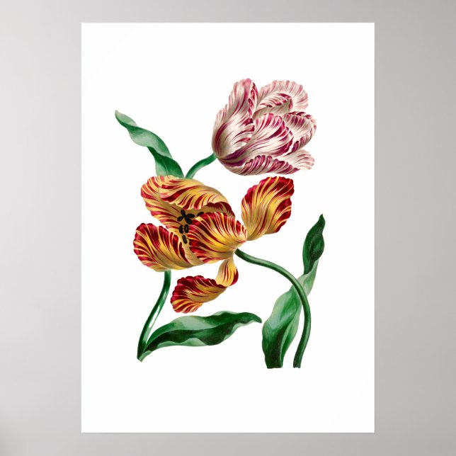 Poster Illustration botanique de la tulipe vintage (Devant)