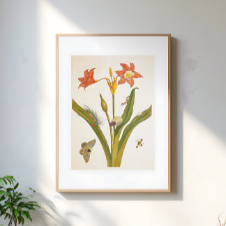 Poster Illustration botanique de plante de fleurs vintage