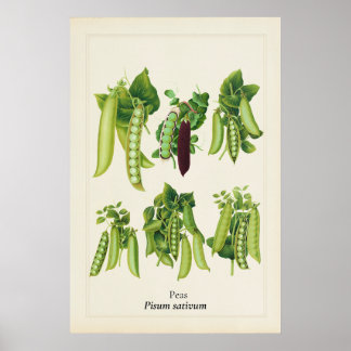 Poster Illustration botanique de pois antique, art de cui