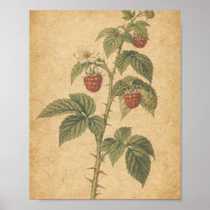 Poster Illustration botanique de tige de framboisier avec