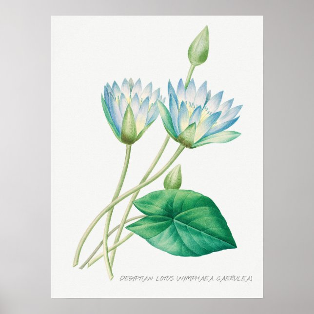 Poster Illustration botanique du lotus bleu pâle (Devant)