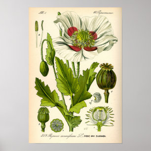 Poster Illustration botanique du pavot