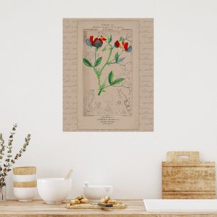 Poster Illustration botanique française 24X30 Pois doux