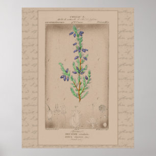 Poster Illustration Botanique Française Bell Heather 24X3