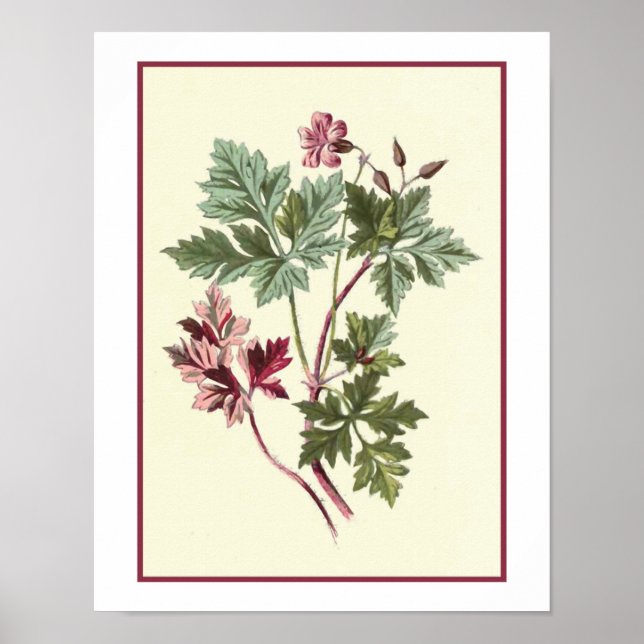 Poster Illustration botanique "Herb Robert" (Devant)