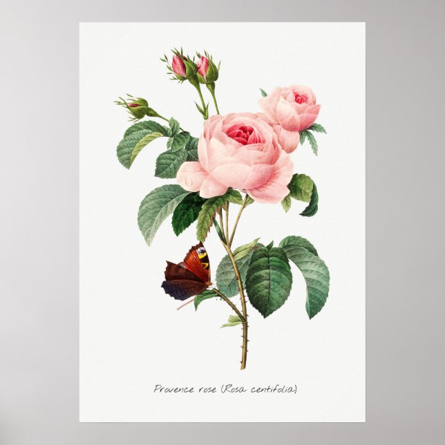Poster Illustration botanique rose et papillon (Devant)