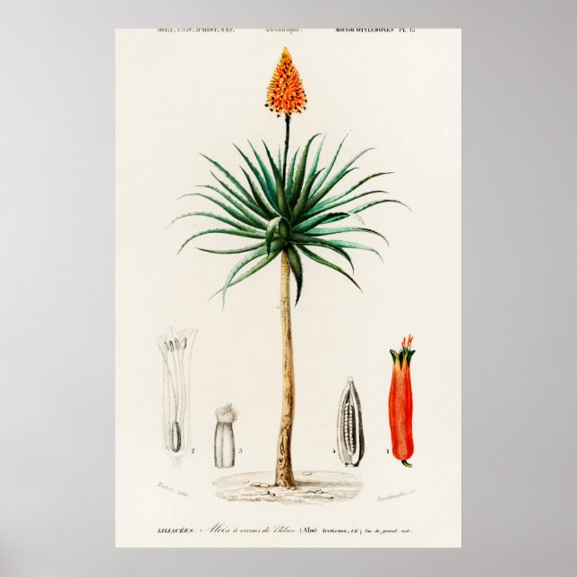 Poster Illustration botanique vintage (Devant)