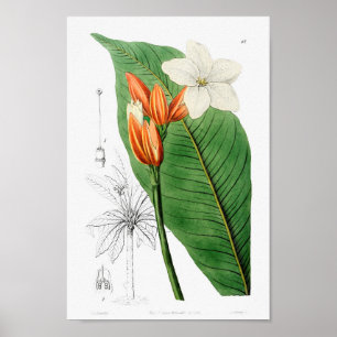 Poster Illustration botanique vintage