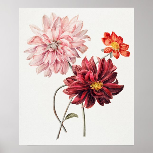 Poster Illustration botanique vintage (Devant)