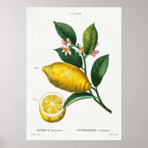 Poster Illustration botanique vintage